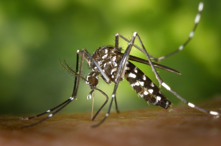 virus zika hình ảnh