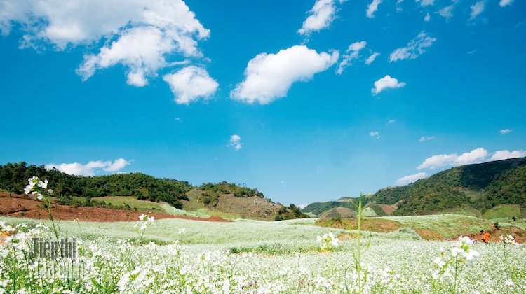 mua hoa moc chau o thung lung ka na va ban Ang hinh anh