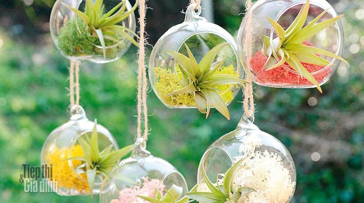 kinh doanh terrarium hinh anh 1