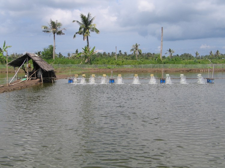 tôm chết hàng loạt ở ĐBSCL hình ảnh 1