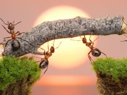 bài học về loài kiến bai hoc ve loai kien