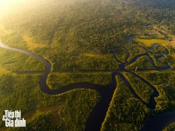 rừng nhiệt đới mất khả năng hấp thụ carbon