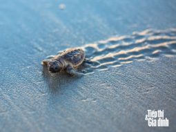 rùa biển ở thái lan covid-19