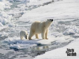 gấu bắc cực sẽ tuyệt chủng