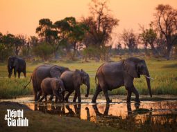 hàng trăm con voi chết ở botswana